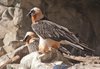 Alpine Zoo Bearded Vulture 