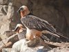 Alpine Zoo Vultures