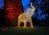 elefant